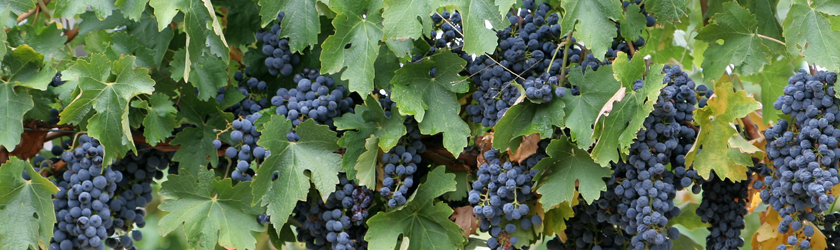 grape vine